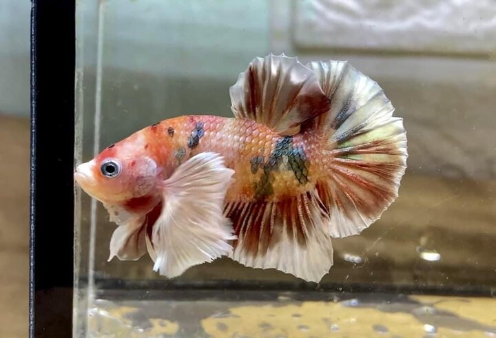 Koi Nemo Dumbo