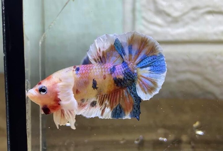 Dumbo Koi Nemo