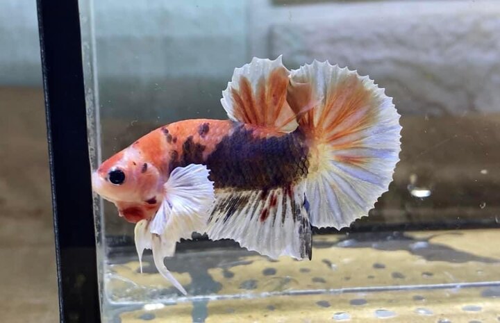 Koi Nemo Dumbo