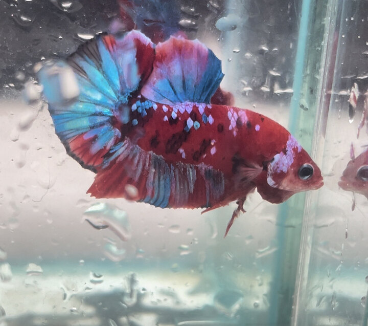 Koi Red Galaxy - Harry Betta Farm