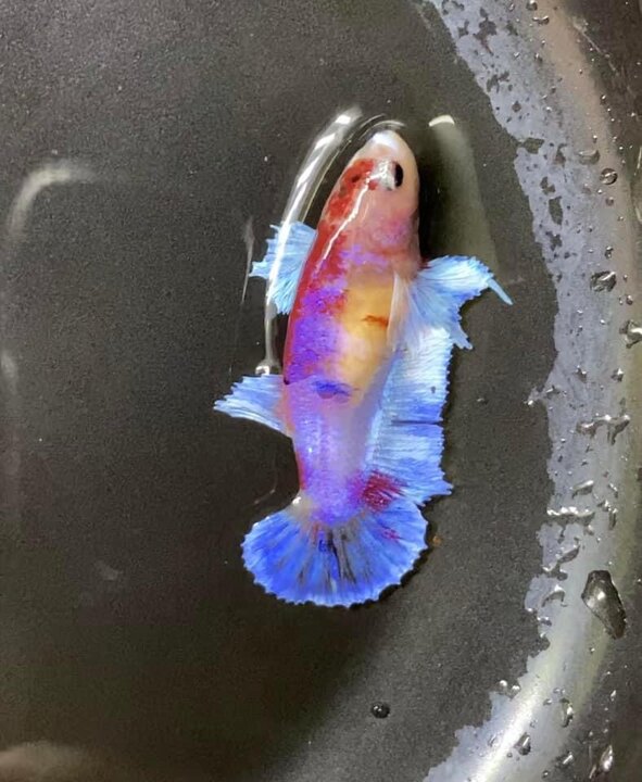 Koi Dumbo Nemo