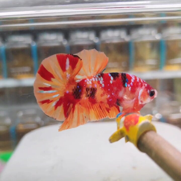 Betta koi nemo đốm lửa