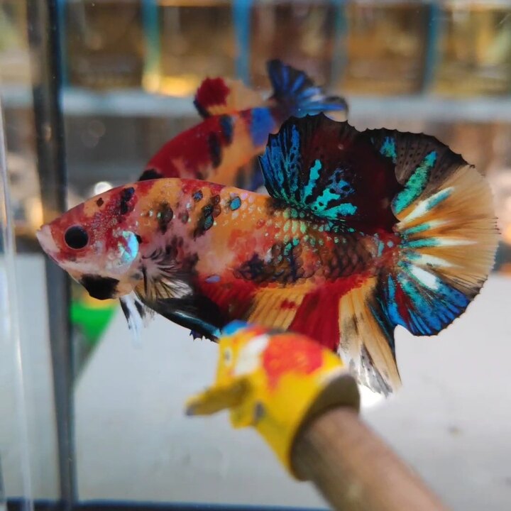 Betta multicolor metalic