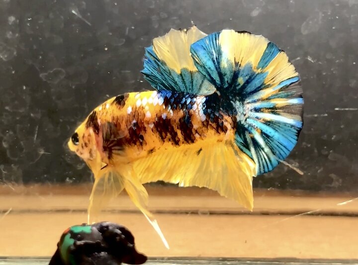 Yellow koi glx good body