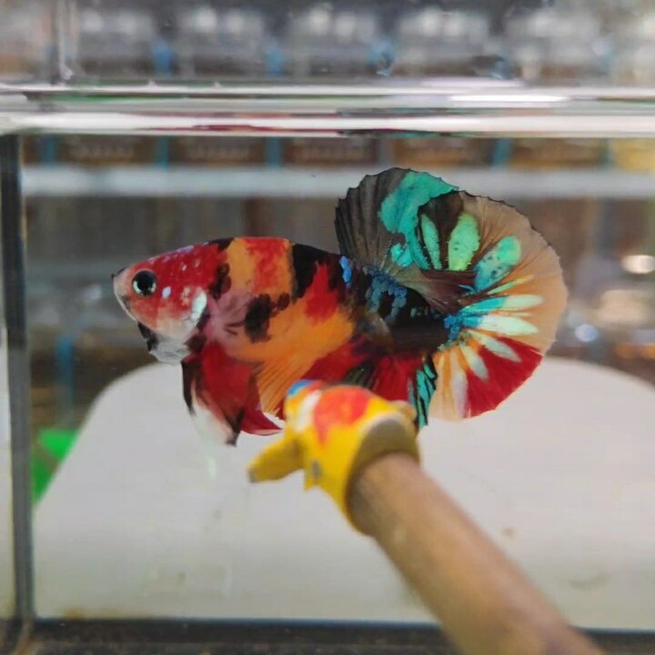 Betta koi nemo multicolor