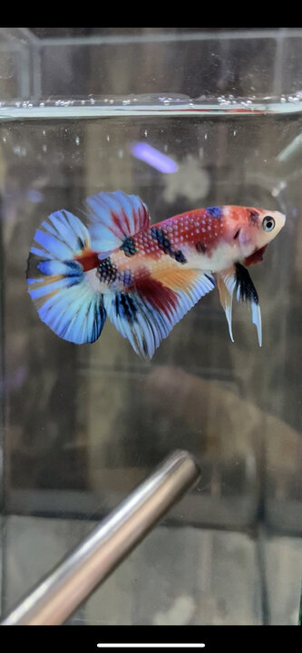 Koi Multi Metallic