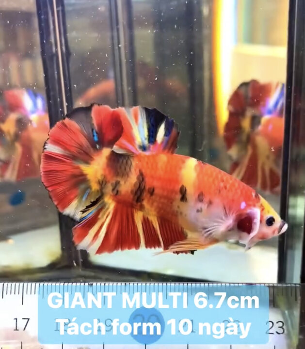 GIANT MULTI