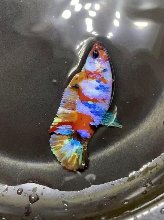 Koi Nemo Galaxy