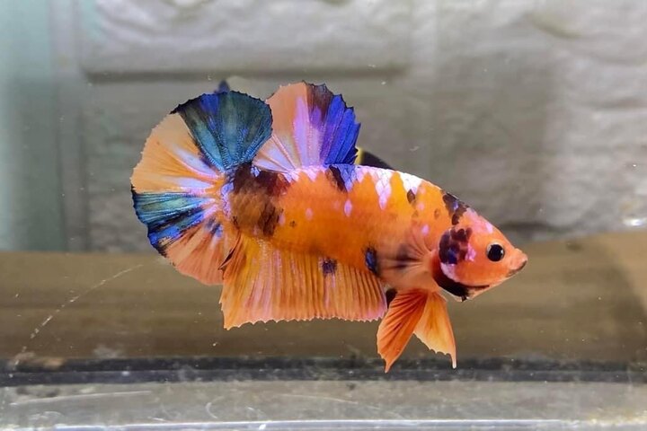 Koi Nemo Galaxy