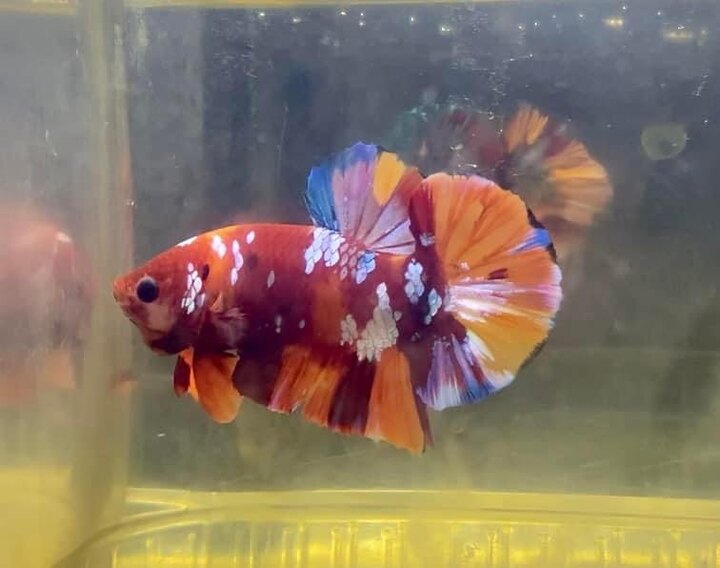 Koi Nemo Galaxy