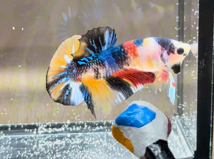 Koi multicolor metallic