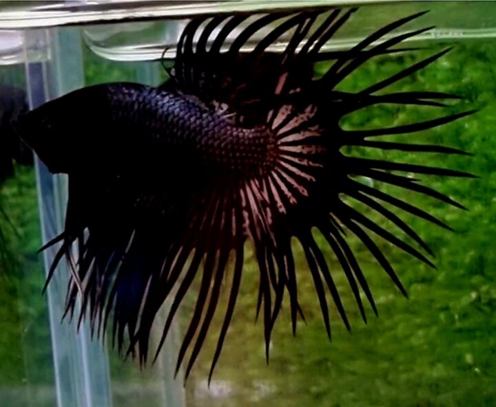 Black Crowntail