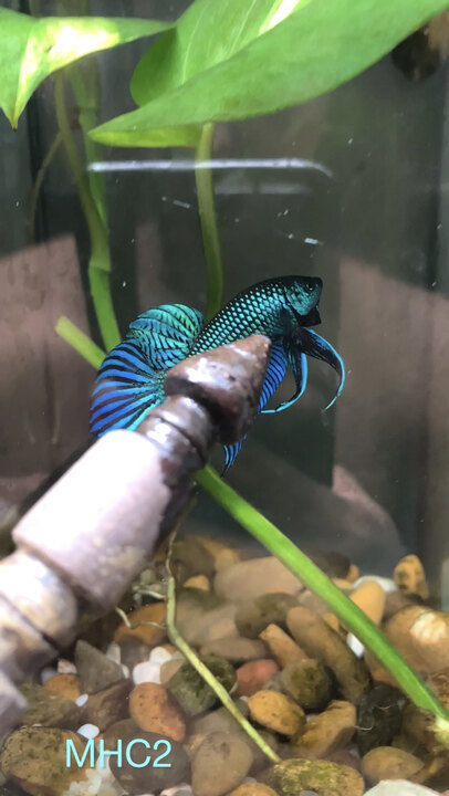 Wild betta mahachai