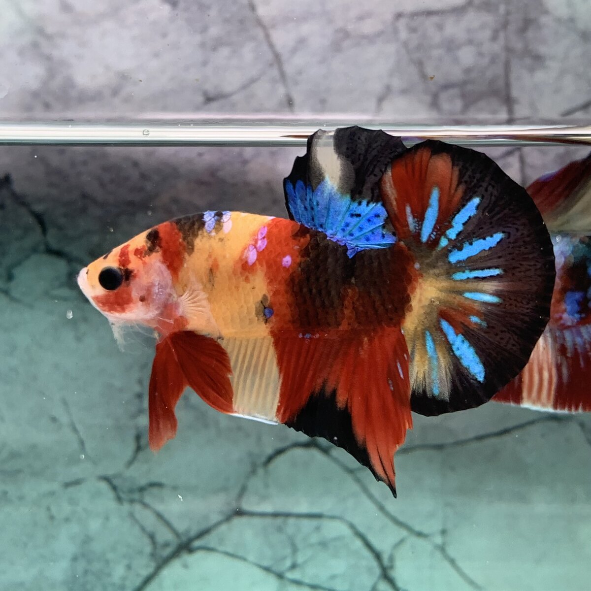 Betta Koi Nemo