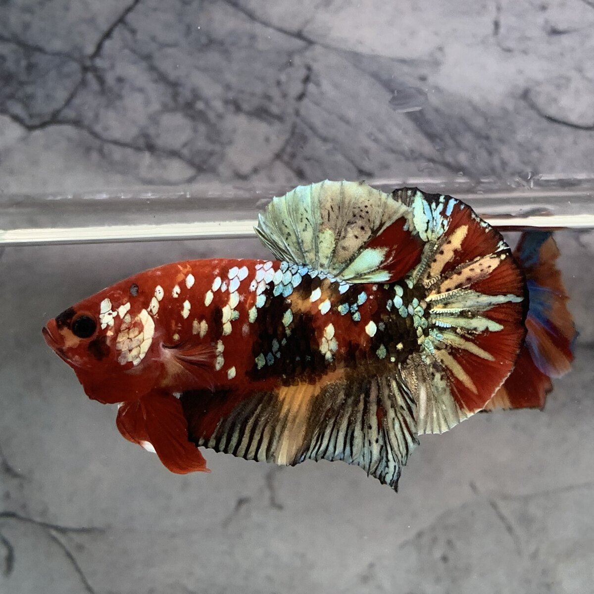 Koi Copper