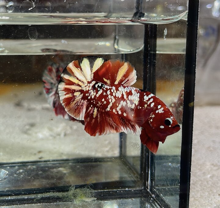 Koi Red copper