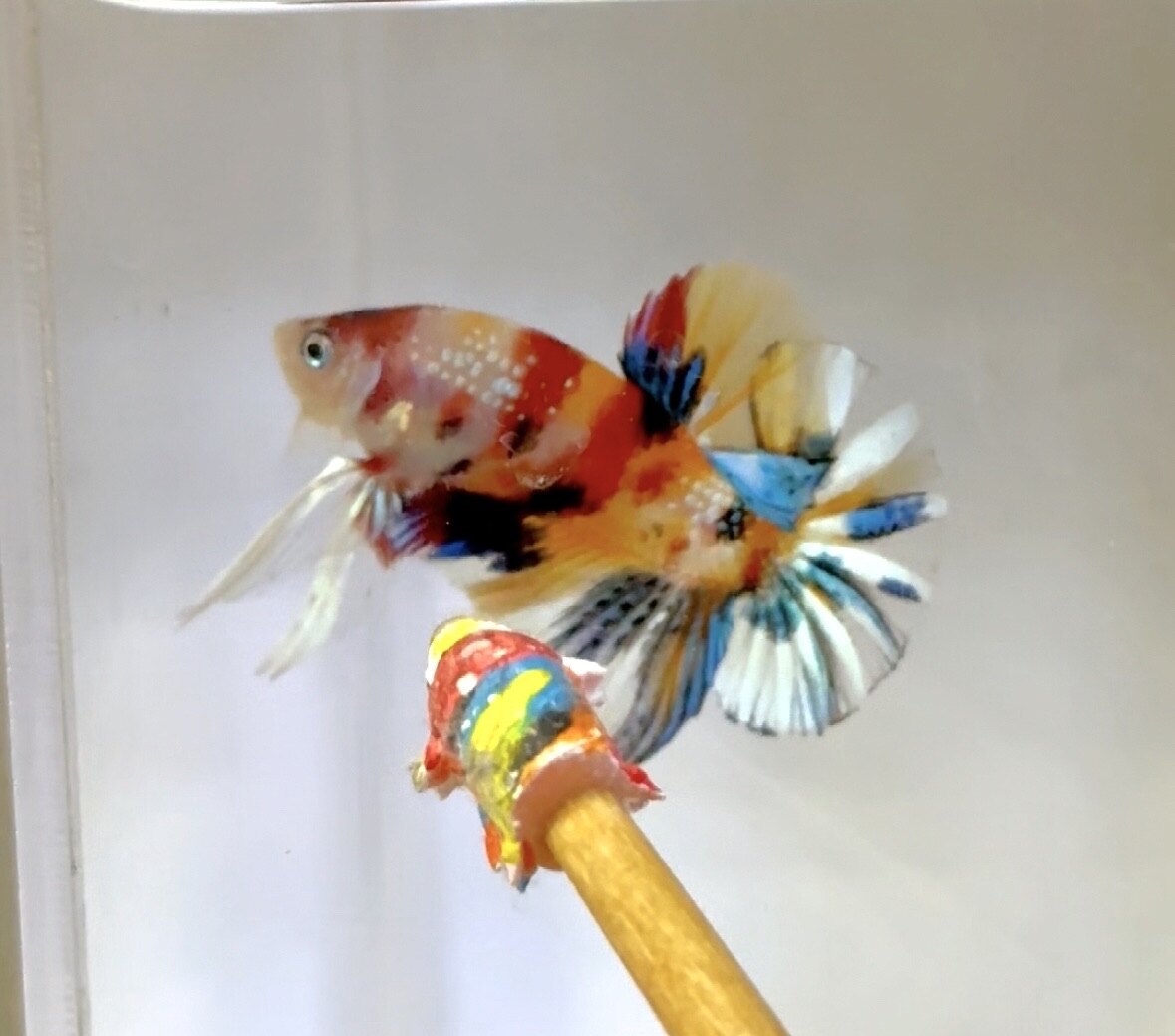 Male multicolor metallic