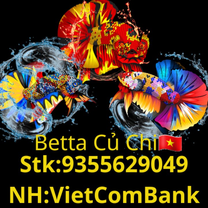 Betta CủChi🇻🇳