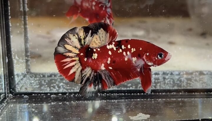 Koi red copper