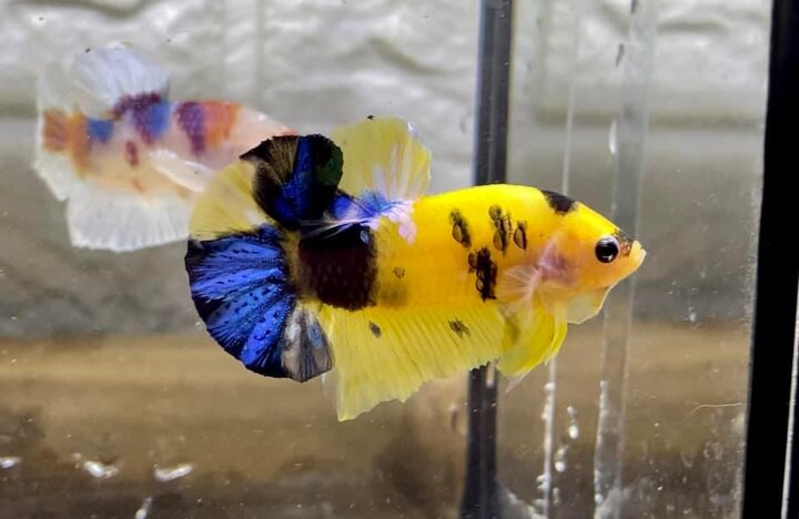 Koi Yellow Galaxy