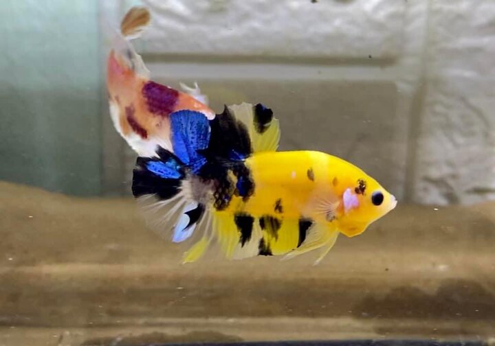 Koi Yellow Galaxy