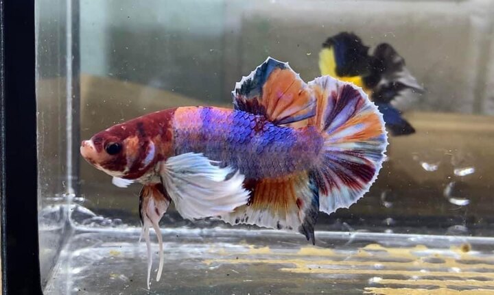 Dumbo Koi