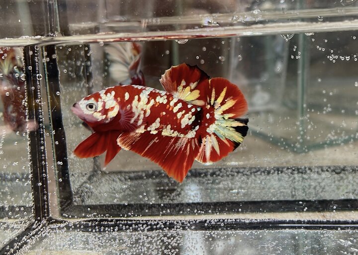 Koi Red Copper