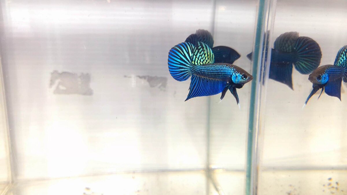 Wild Betta - Mahachai