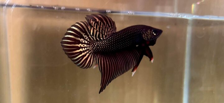 Wild Betta - Smaragdina Copper