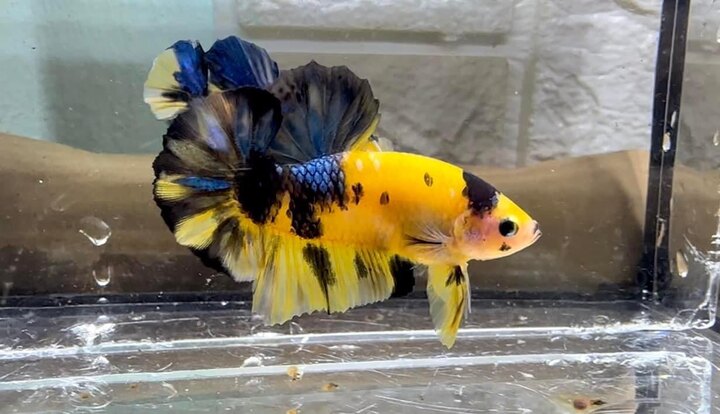 Koi Yellow Galaxy