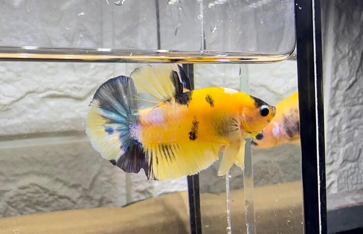 Koi Yellow Galaxy