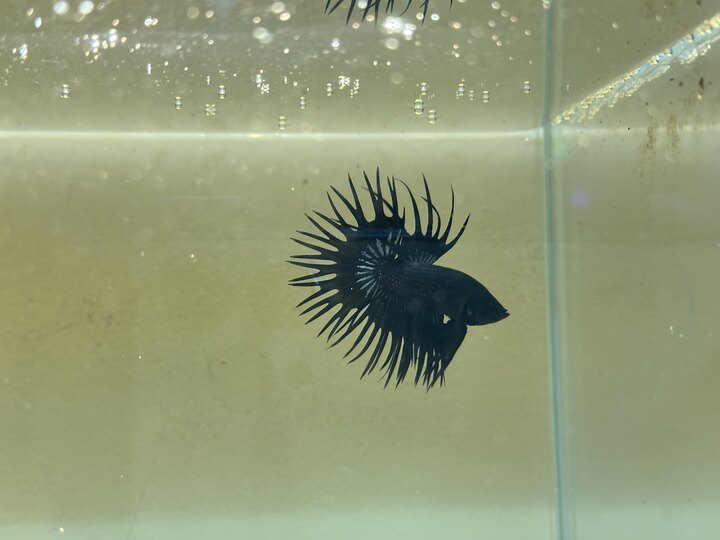 Black Orchil Crowntail Halfmoon