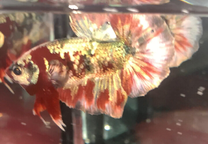 Betta koi red copper