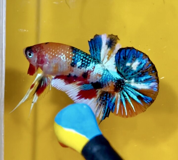 Koi Multicolor Metallic good form