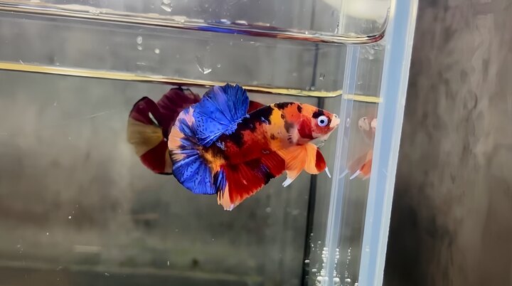 Trống nemo multicolor