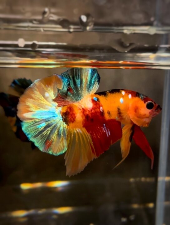 Nemo multicolor form tốt