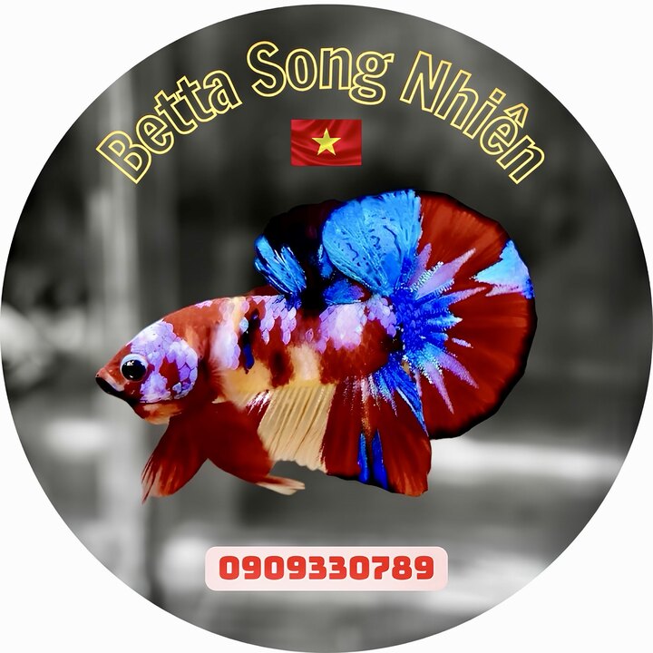 Betta Song Nhiên