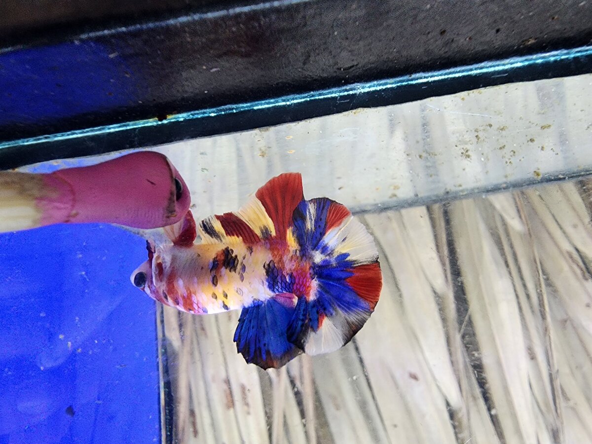 Nemo Multicolor vàng