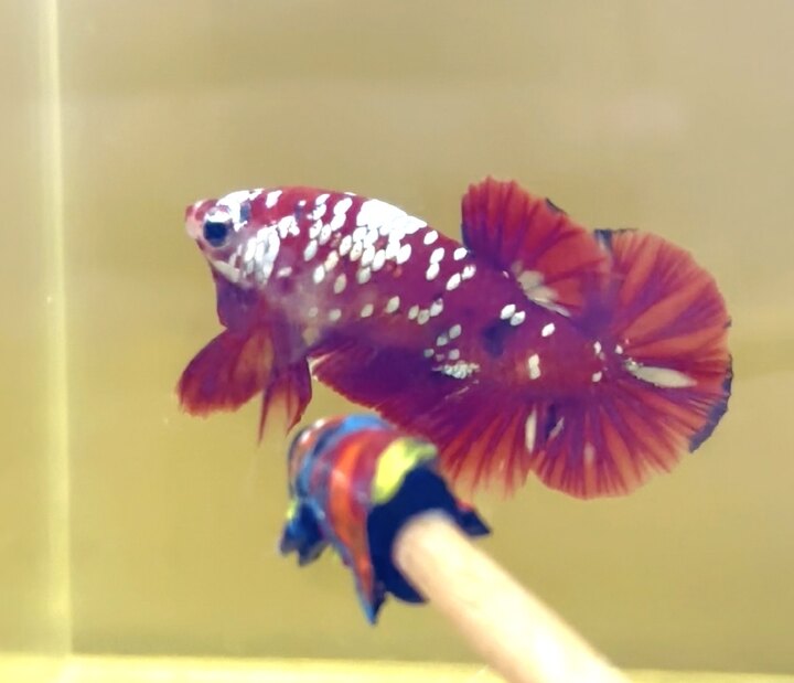 Koi red copper good form