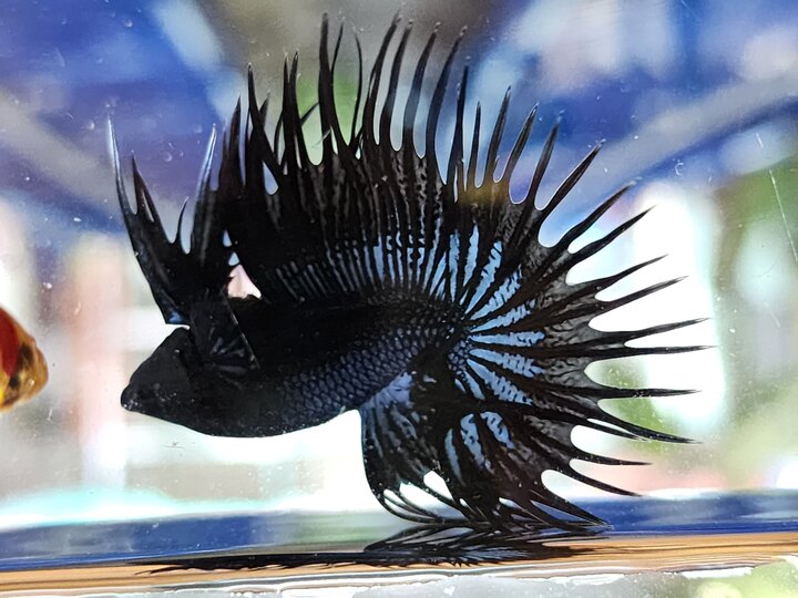 CROWNTAIL BLACK ORCHID BETTA