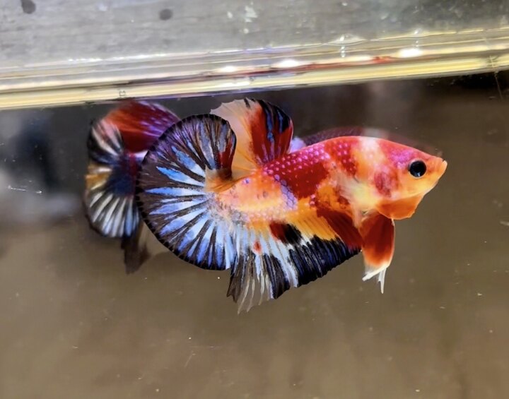 Koi Multicolor Metallic