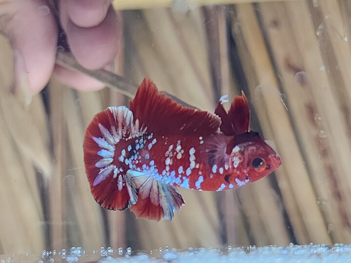 Koi red copper