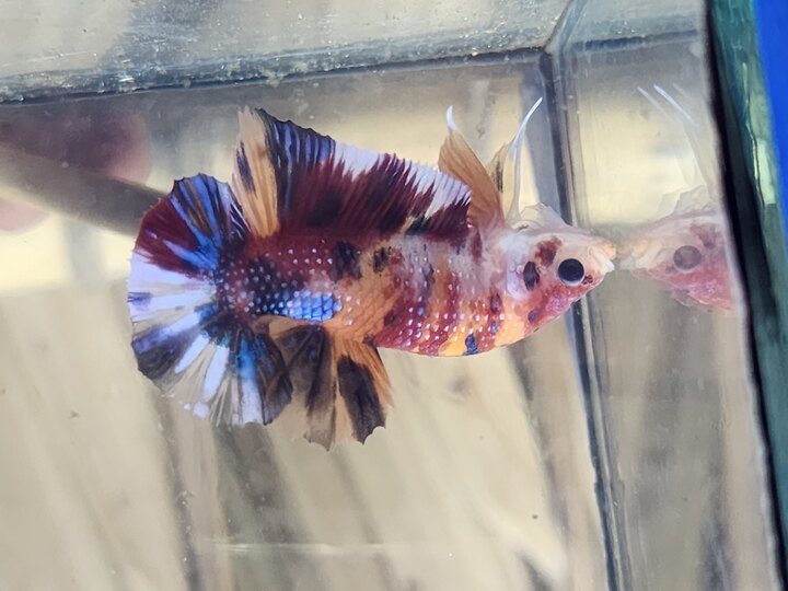 Betta Multicolor metalit