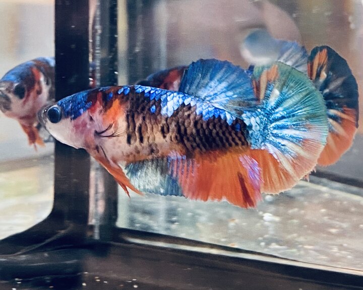 Koi multicolor