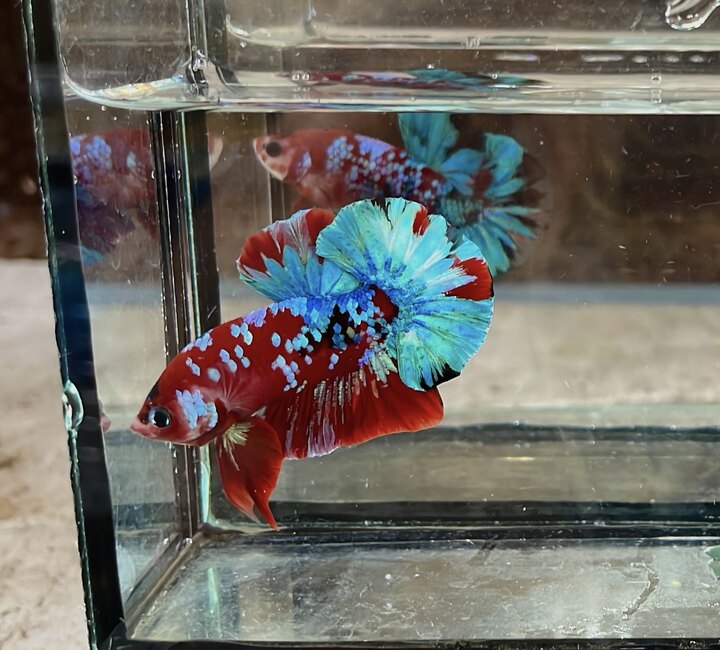 Koi red blue galaxy