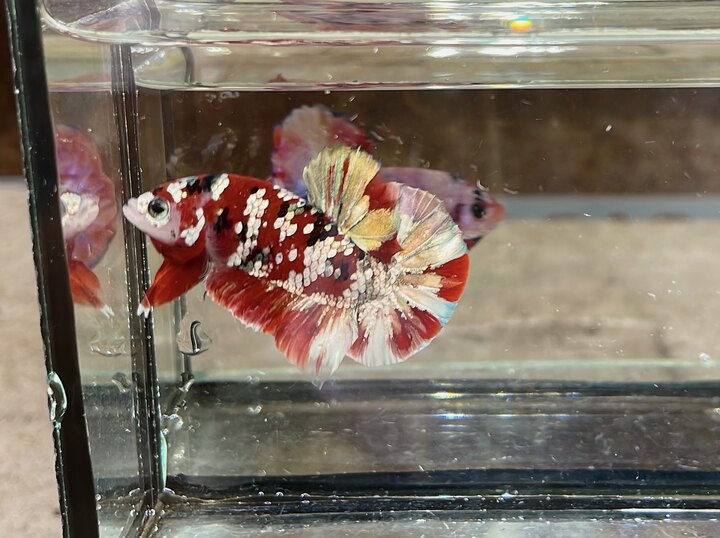 Trống koi red copper