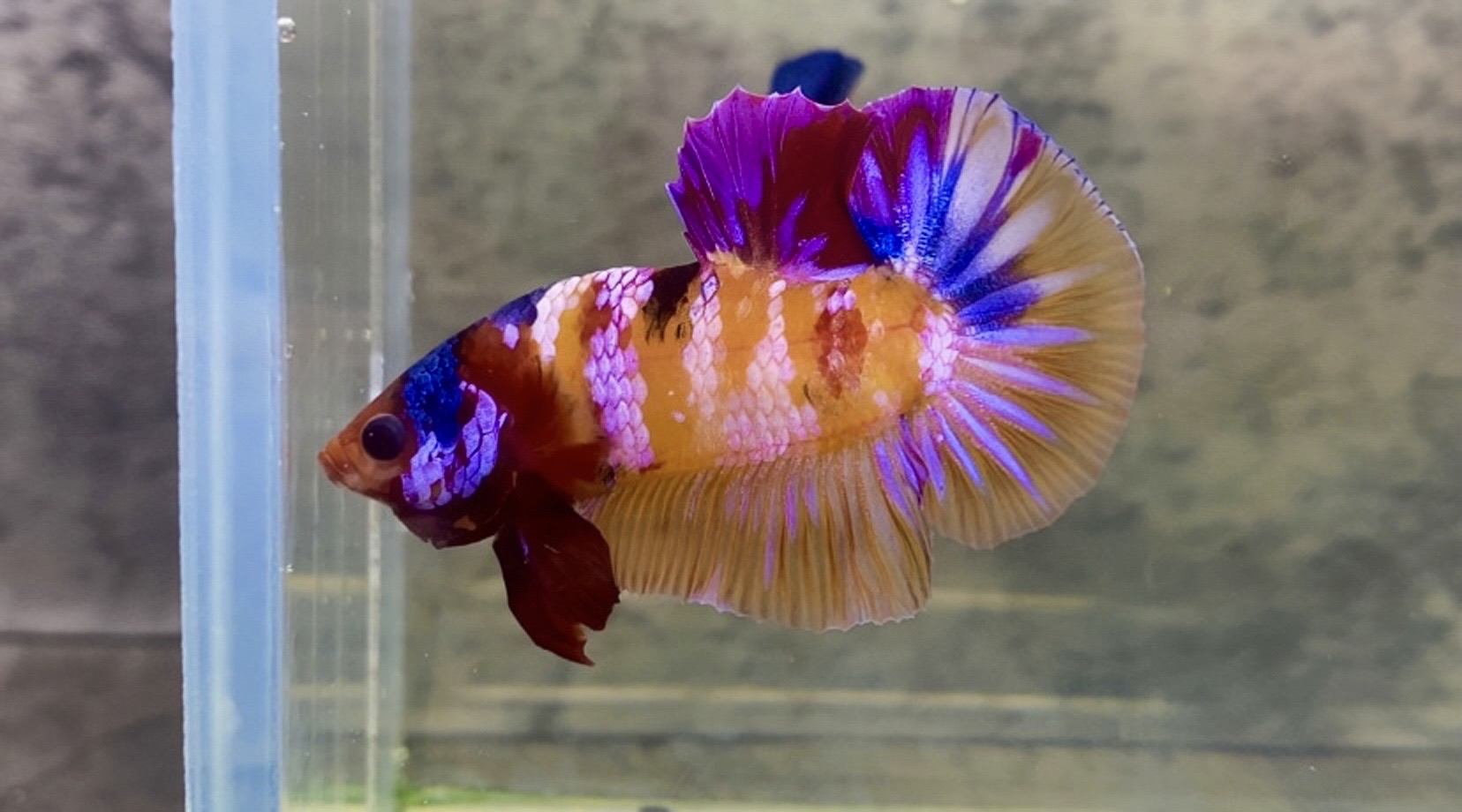Nemo multicolor