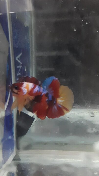 Nemo Multicolor