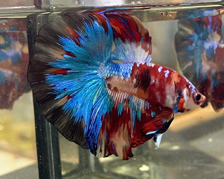Nemo multicolor halfmoon