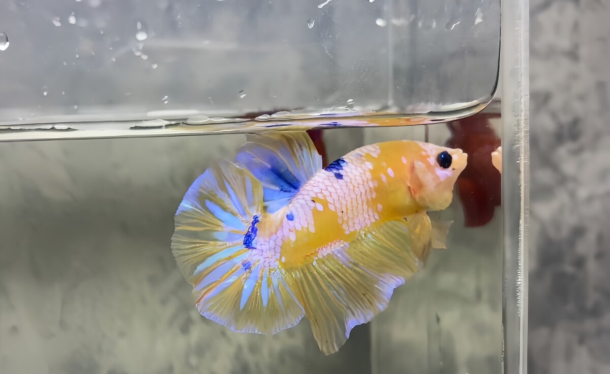 Koi Yellow